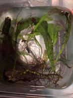 Java Varen stekjes, Dieren en Toebehoren, Vis