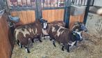 Bonte dekrammen ARR/ARR ZWOEGERVRIJ, Dieren en Toebehoren, Mannelijk, Schaap