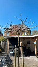 Boompje Morus Alba - GRATIS zelf uitgraven en meenemen, Ophalen, Halfschaduw, Overige soorten, 250 tot 400 cm