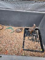 2 haantjes kwartels, Dieren en Toebehoren, Vogels | Overige Vogels, Mannelijk, Tropenvogel
