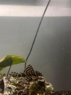 Panaqolus albivermis – L204 - 10 cm, Vis