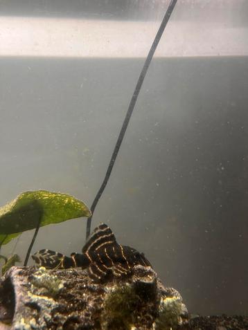 Panaqolus albivermis – L204 - 10 cm beschikbaar voor biedingen