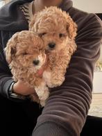 Toy poedel pups, Poedel, Parvo, 8 tot 15 weken, Meerdere