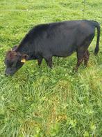 Dahomey stier, Dieren en Toebehoren, Runderen, Mannelijk