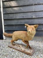 Opgezette dieren Vosjes, Verzamelen, Dierenverzamelingen, Ophalen, Gebruikt, Wild dier, Opgezet dier