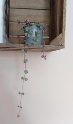Stekjes Chinees lantaarnplantje / String of hearts, Huis en Inrichting, Kamerplanten, Ophalen of Verzenden, Overige soorten, Minder dan 100 cm