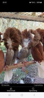 Raadsheren, Meerdere dieren, Kip