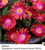 Delosperma wheels of wonder en jewels of desert, Tuin en Terras, Planten | Tuinplanten, Ophalen, Bodembedekkers, Volle zon, Vaste plant