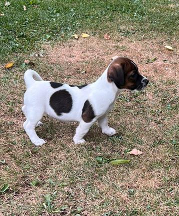 Jackrussell pups laagbenig (black and tan - witbontbruine) beschikbaar voor biedingen
