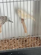 Mooi koppeltje aparte kleurslag kanarie, Meerdere dieren, Kleurkanarie