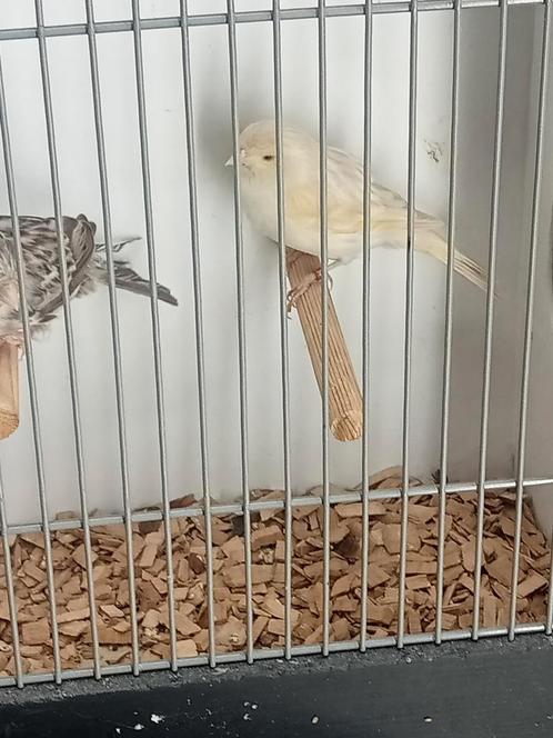 Mooi koppeltje aparte kleurslag kanarie, Dieren en Toebehoren, Vogels | Kanaries, Kleurkanarie, Meerdere dieren