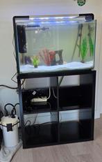 Compleet aquarium met axolotl en externe filter., Dieren en Toebehoren, Vissen | Aquaria en Toebehoren, Ophalen, Gebruikt, Gevuld zoetwateraquarium