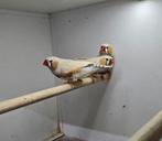 3 mannen masker Grijze zebravinken, Dieren en Toebehoren, Mannelijk