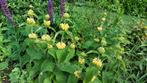 Brandkruid Phlomis russeliana etagebloem, Ophalen, Zomer, Vaste plant, Volle zon