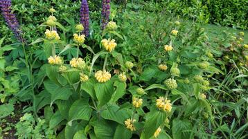 Brandkruid Phlomis russeliana etagebloem  beschikbaar voor biedingen