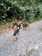 Lieve raszuivere beagle pups, Dieren en Toebehoren, Honden | Beagles, Bassets en Lopende honden, CDV (hondenziekte), Beagle, 8 tot 15 weken