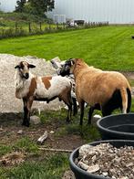 Easycare, haarschaap, Maasduinen ram bont, Dieren en Toebehoren, Schapen, Geiten en Varkens, Mannelijk, Schaap