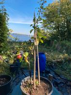 Appelboom Jonathan - Heerlijke  Grote Appels!, Ophalen, 100 tot 250 cm, Appelboom, Lente