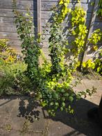 Pruimenboom - 160 cm, Tuin en Terras, Overige soorten, Lente, 100 tot 250 cm, Ophalen