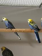 Mooi koppel bleekkop rosella's, Dieren en Toebehoren, Meerdere dieren, Parkiet