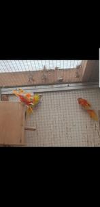 Koppel turquoise s en  2 jongen, Dieren en Toebehoren, Meerdere dieren, Parkiet, Geringd