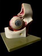Anatomisch model og Somso eye medical, Ophalen of Verzenden