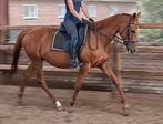 Brave 9 jr E pony 1,55 mtr (recreatie-manege-sport), Dieren en Toebehoren, B, Gechipt, 7 tot 10 jaar, Recreatiepony