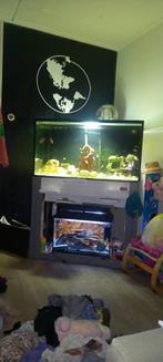 Te koop 200 euro met visbestand erbij, Ophalen, Zo goed als nieuw, Terrarium of Paludarium