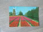 Lisse, Keukenhof, tulpen/molen 1975, Verzenden, 1960 tot 1980, Gelopen, Noord-Brabant