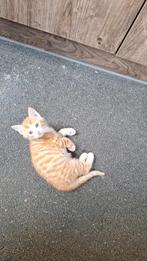 Lieve kittens. Ontwormd en ontvlooid., Dieren en Toebehoren, Katten en Kittens | Raskatten | Korthaar, Poes