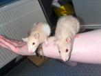 2 dwergratjes (vrouw) mogen naar nieuw huisje🩷, Dieren en Toebehoren, Knaagdieren, Rat, Vrouwelijk, Mei, Tam