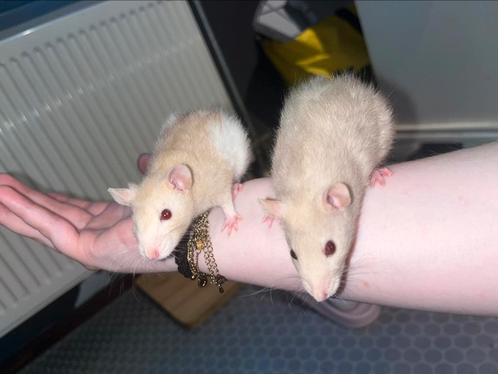2 dwergratjes (vrouw) mogen naar nieuw huisje🩷, Dieren en Toebehoren, Knaagdieren, Vrouwelijk, Rat, Mei, Tam