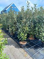 Elaeagnus compacta olijfwilg voor hagen 140/150cm €19,95, Ophalen, Overige soorten, 100 tot 250 cm