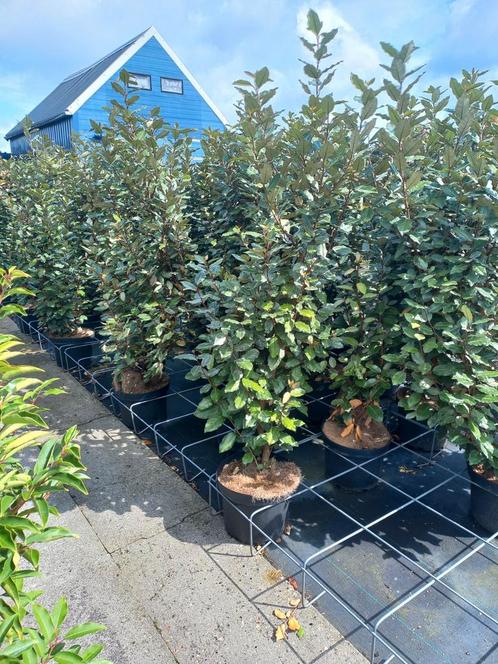 Elaeagnus compacta olijfwilg voor hagen 140/150cm €19,95, Tuin en Terras, Planten | Struiken en Hagen, Overige soorten, 100 tot 250 cm
