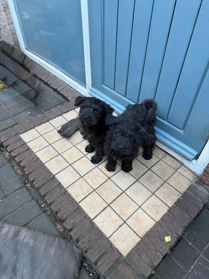 Lieve Chow Chow – Labradoodle pup  1 teefje, Dieren en Toebehoren, Honden | Niet-rashonden, Middel, Meerdere dieren, Particulier