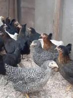 Kippen: Grote en Krielkippen - Hanen - Sierduiven - Kwartels, Meerdere dieren, Kip