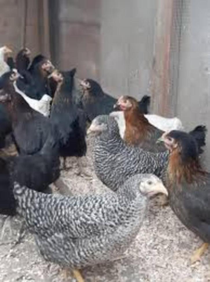 Kippen: Grote en Krielkippen - Hanen - Sierduiven - Kwartels, Dieren en Toebehoren, Pluimvee, Kip, Meerdere dieren