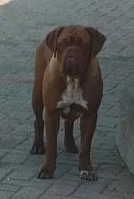 BORDENGDOG let op unieke outcross Bordeauxdog X Engelse bull, Nederland, 1 tot 2 jaar, Teef, Meerdere