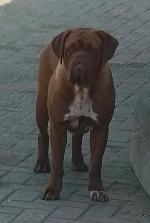 BORDENGDOG let op unieke outcross Bordeauxdog X Engelse bull, Dieren en Toebehoren, Honden | Bulldogs, Pinschers en Molossers