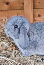 Franse hangoren., Dieren en Toebehoren, Konijnen, Meerdere dieren, Groot