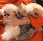 Pomeriaan puppy’s, Dieren en Toebehoren, Honden | Poolhonden, Keeshonden en Oertypen, België, Particulier, Keeshond, Meerdere