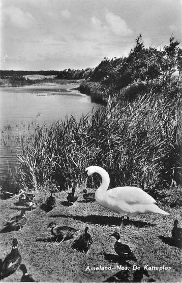 (381-496-005) Ameland De Katteplas beschikbaar voor biedingen