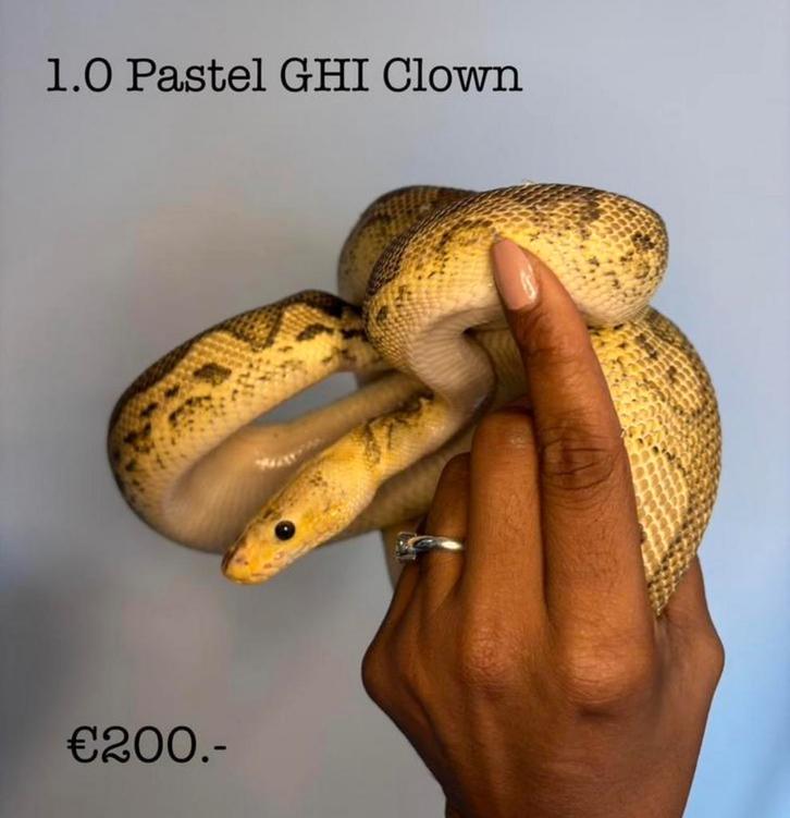 1.0 Pastel GHI Clown 2022