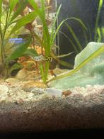 Guppen gratis af te halen, Dieren en Toebehoren, Vissen | Aquariumvissen, Vis, Zoetwatervis, Schoolvis