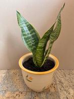 Vrouwentong Sanseveria groen kamerplant plant 35 cm in pot, Huis en Inrichting, Kamerplanten, Overige soorten, Minder dan 100 cm