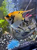 Maanvis, Dieren en Toebehoren, Vissen | Aquariumvissen, Vis