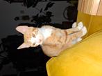 Rood/witte poes, Dieren en Toebehoren, Katten en Kittens | Overige Katten, Poes