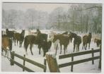 Soest De Paardenkamp Paarden in de sneeuw  Tekst achterkant, Verzenden, 1980 tot heden, Ongelopen, Utrecht
