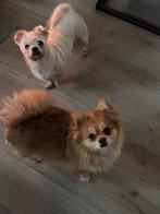Pomeriaan en chihuahua, CDV (hondenziekte), Reu, Meerdere, Chihuahua