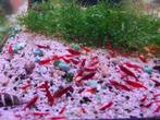 Bloody Mary garnalen, Dieren en Toebehoren, Vissen | Aquariumvissen, Kreeft, Krab of Garnaal, Zoetwatervis